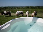 Hot tub with Shetland ponies